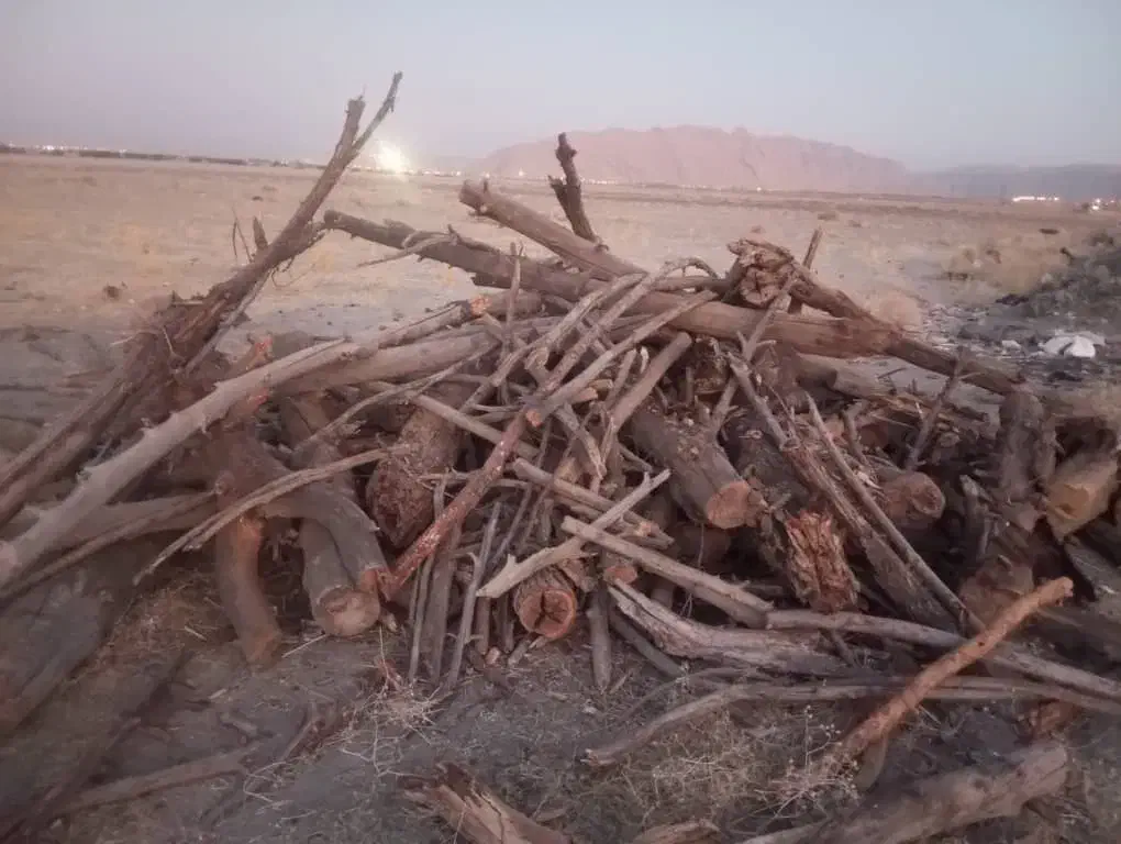 خریدار انواع چوب برش و خرید|خدمات باغبانی و درختکاری|شیراز, قصرالدشت|دیوار