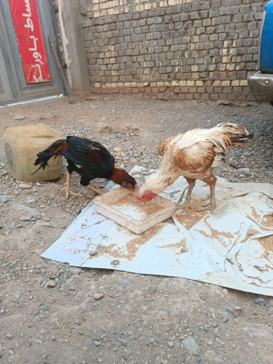 دوتا خروس لاری سه تا مرغ لاری|حیوانات مزرعه|قم, علی آباد سعدگان|دیوار