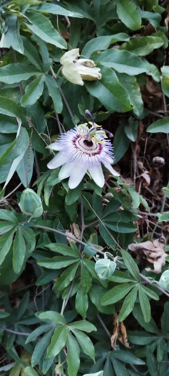 مشاوره و حل مشکلات عضلات پشت پا|فعالیت داوطلبانه|تهران, توحید|دیوار