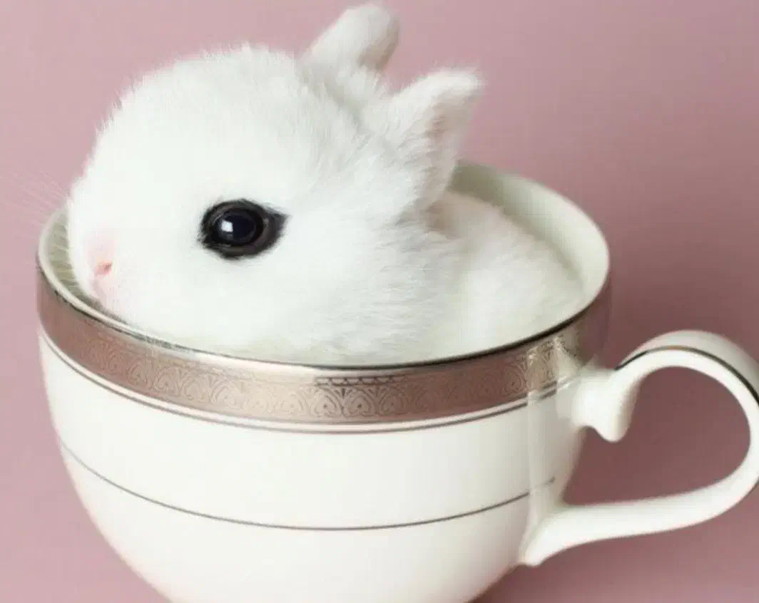 راشل پت بزرگترین و تخصصی ترین مرکز جوندگان ایران|موش و خرگوش|اصفهان, بهاران|دیوار