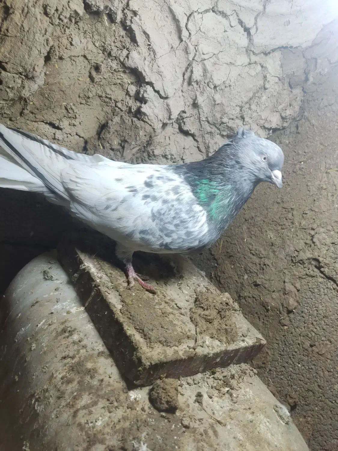 کبوتر کاکلی|پرنده|مینودشت, |دیوار