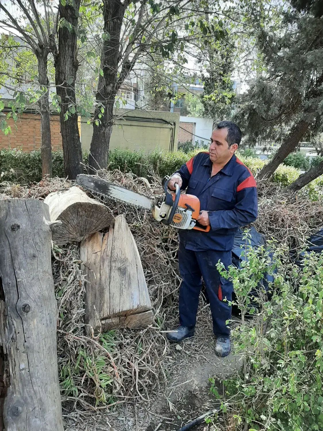 برش و هرس درخت با اره موتوری تهران کرج شهریار|خدمات باغبانی و درختکاری|شهریار, دهشاد بالا|دیوار