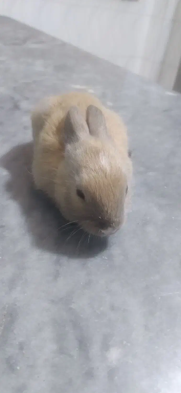 خرگوش خوشگل|موش و خرگوش|خان ببین, |دیوار