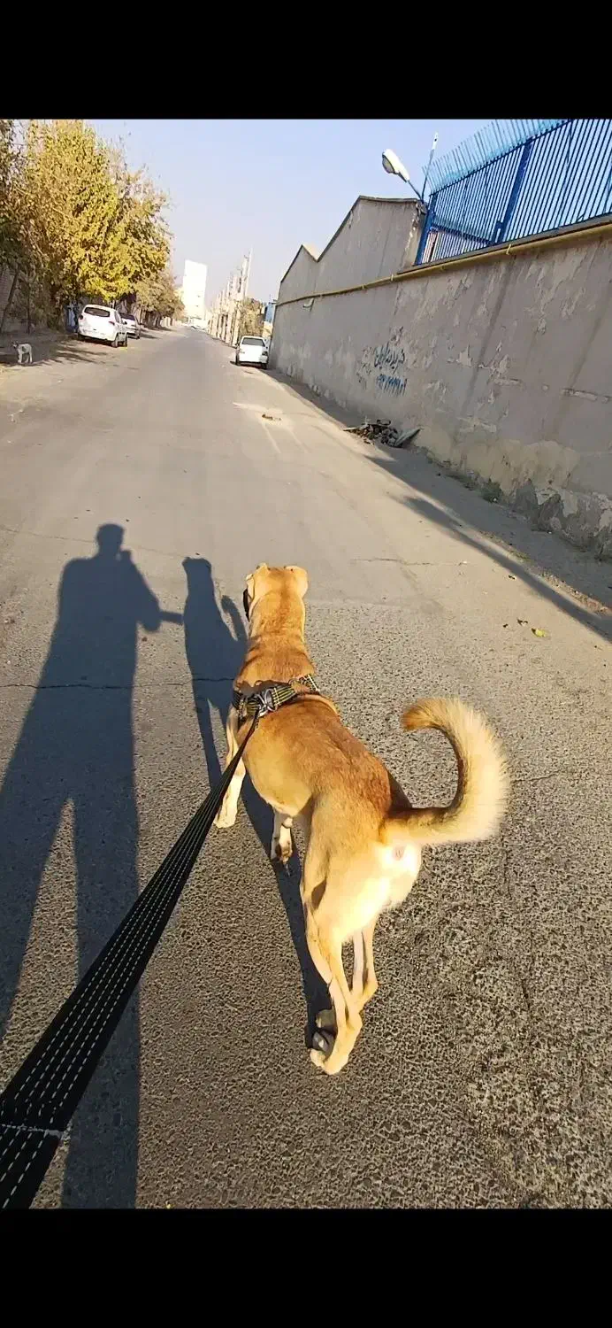 سگ سرابی|سگ|رباطکریم, شهرک صنعتی زوارهای|دیوار