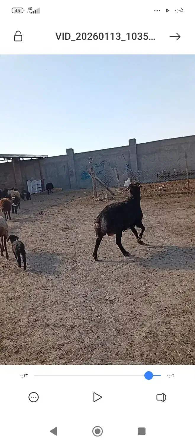 فروش قوچ و میش بره دار و آبستن|حیوانات مزرعه|گنبد کاووس, |دیوار