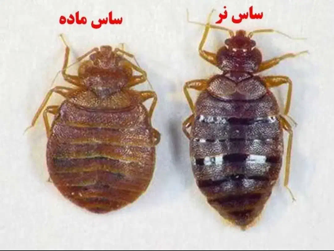 سم پاشی سوسک ساس پشه بیدحشرات موزی 100%تضمین بامهر|خدمات نظافت|تهران, فاطمی|دیوار