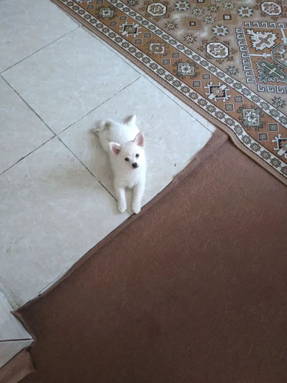 واگذاری سگ پامر عروسکی|سگ|اصفهان, سودان|دیوار