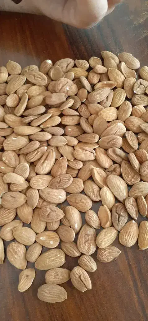 مغز بادام و بادام|خوردنی و آشامیدنی|تهران, سلسبیل جنوبی|دیوار