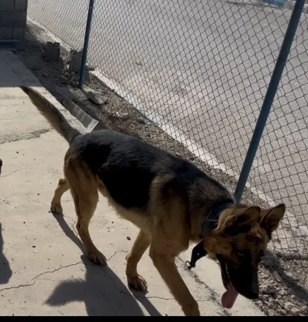 واگذاری ژرمن شپرد نر|سگ|فلاورجان, |دیوار