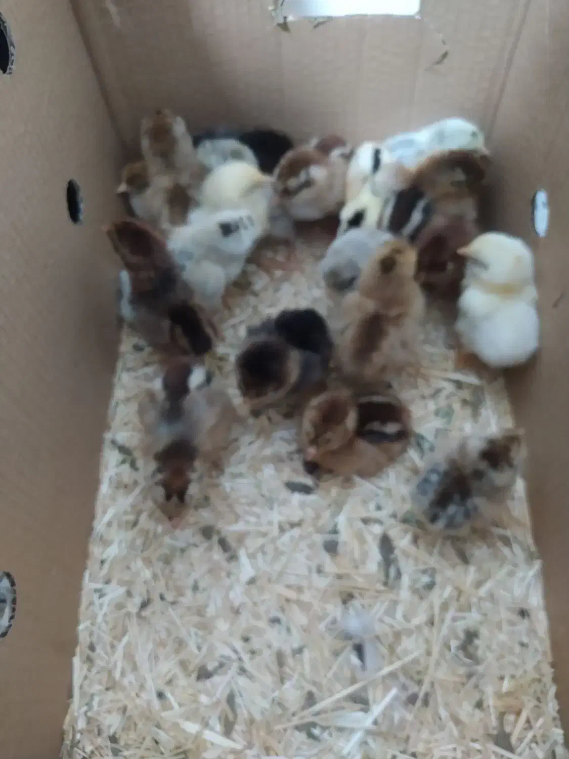 جوجه|حیوانات مزرعه|ایلام, |دیوار