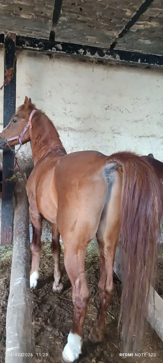 اسب پالانی|اسب و تجهیزات اسب‌سواری|سیلوانه, |دیوار