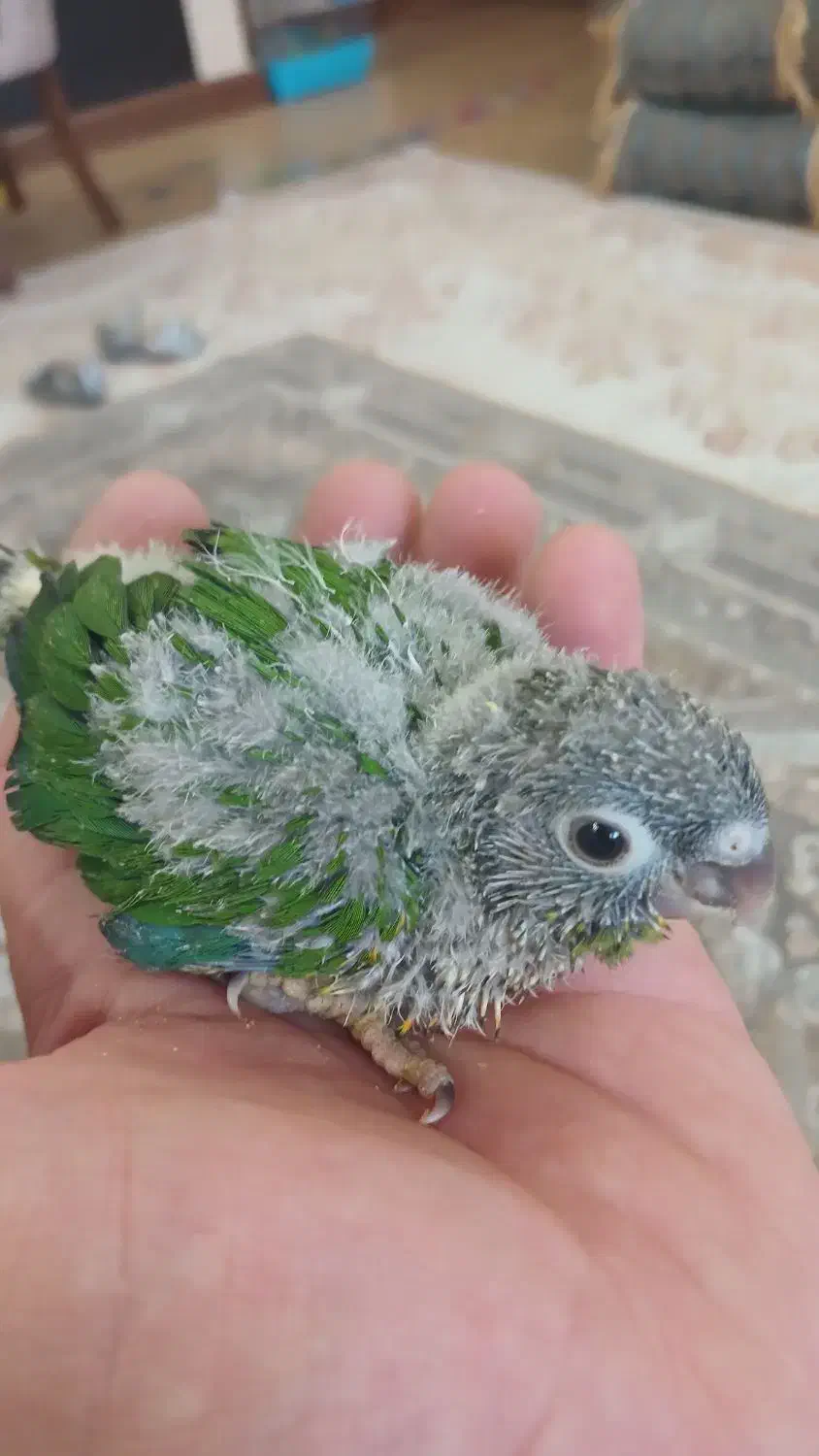 جوجه گرینچیک|پرنده|یزد, |دیوار