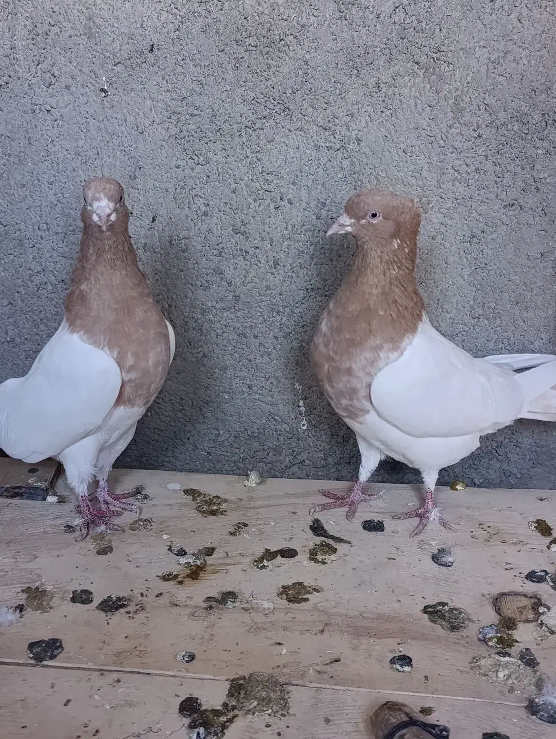 کبوتر رنگی|پرنده|اشتهارد, |دیوار