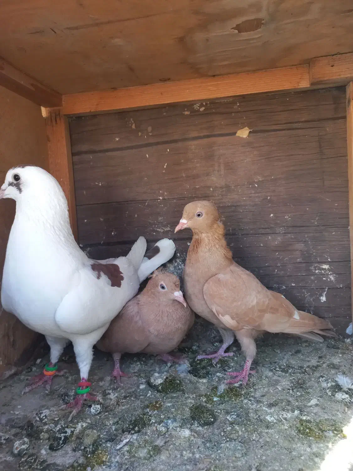 ۳عدد گرفتن|پرنده|شیراز, کوشک میدان|دیوار