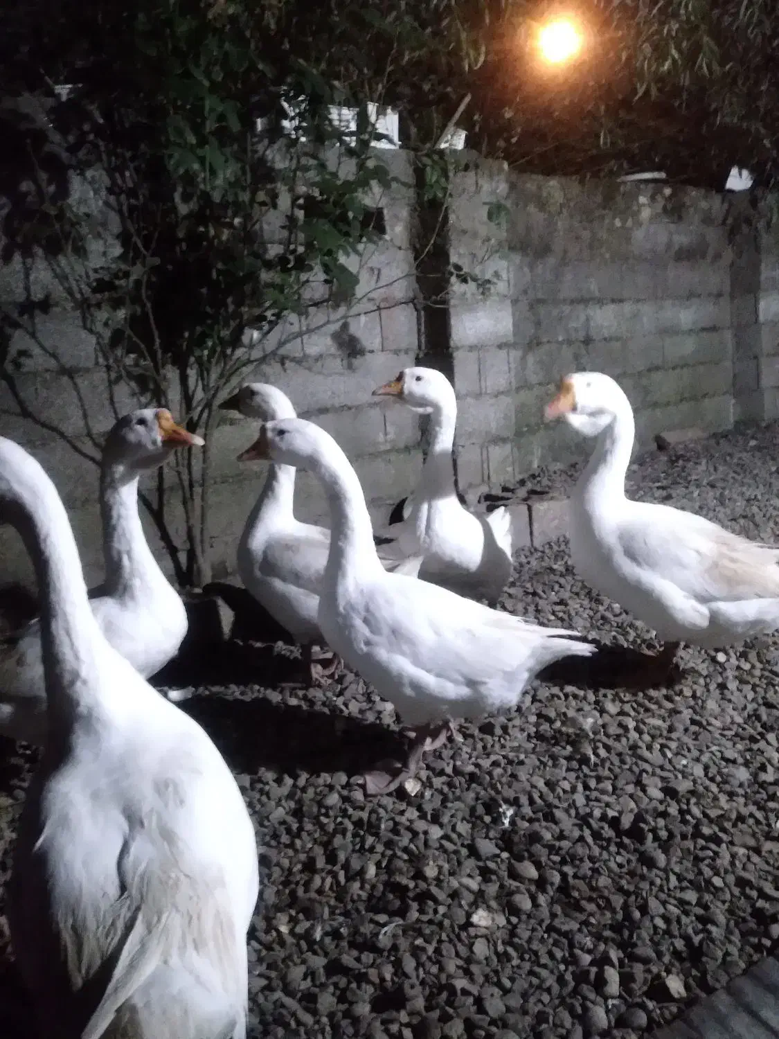 فروش پنج عدد قو غاز سالم و سلامت یک نر چهار ماده|حیوانات مزرعه|رشت, سیا اسطلخ|دیوار