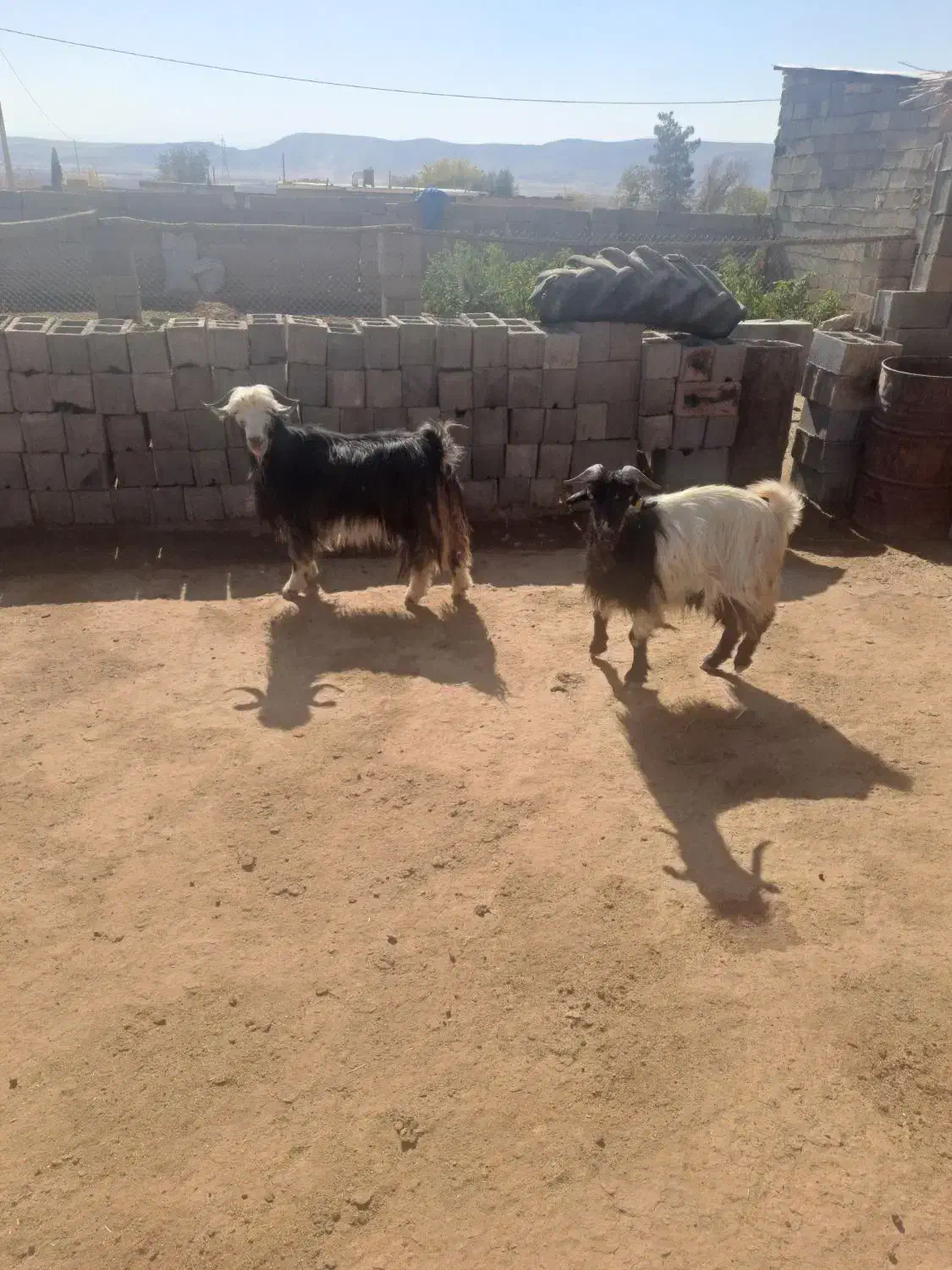 بز شهرکردی|حیوانات مزرعه|بانش, |دیوار