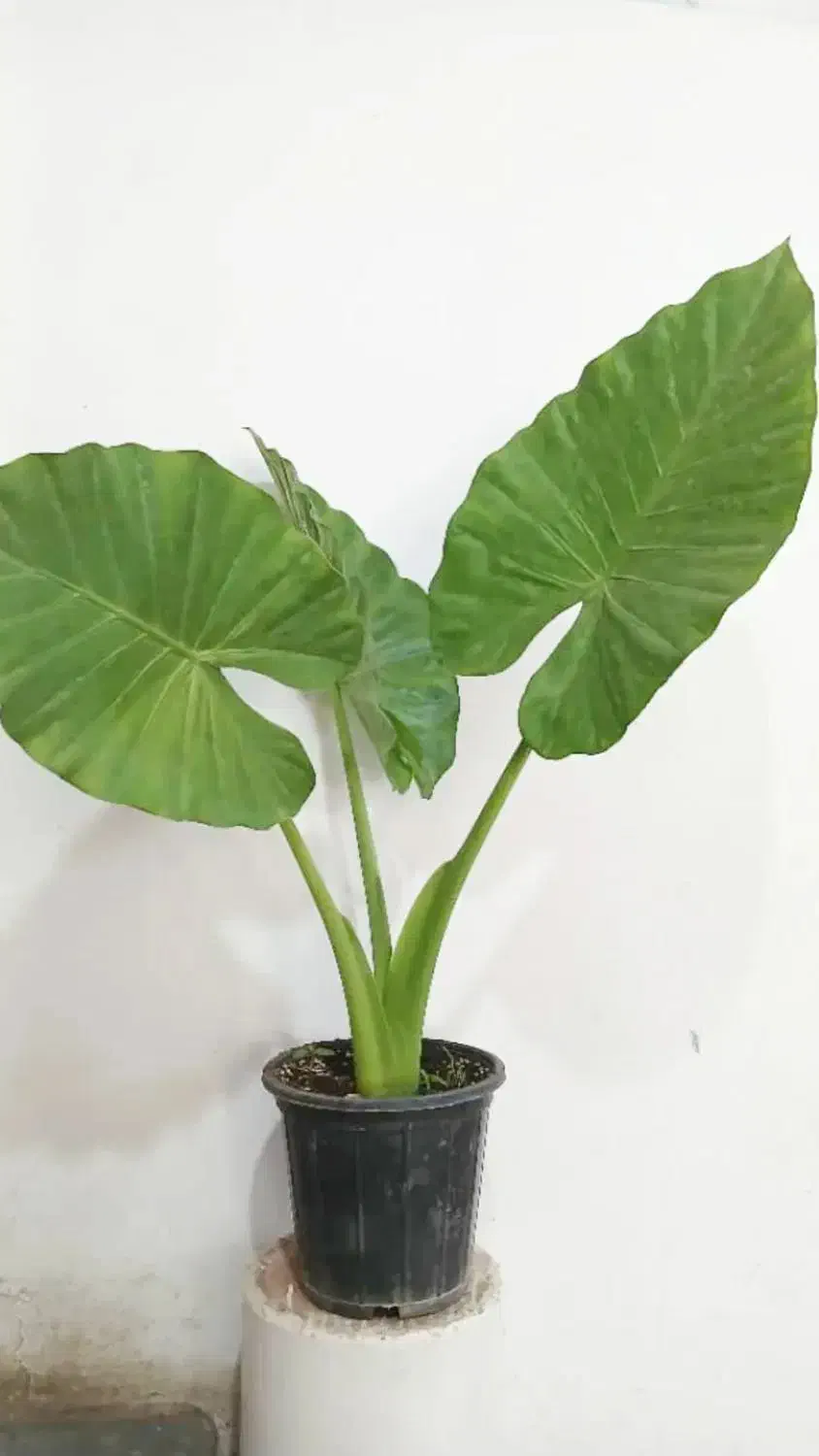 فروش فوق العاده گل بمناسبت روز مادر|گل و گیاه طبیعی|تالش, هشتپر|دیوار