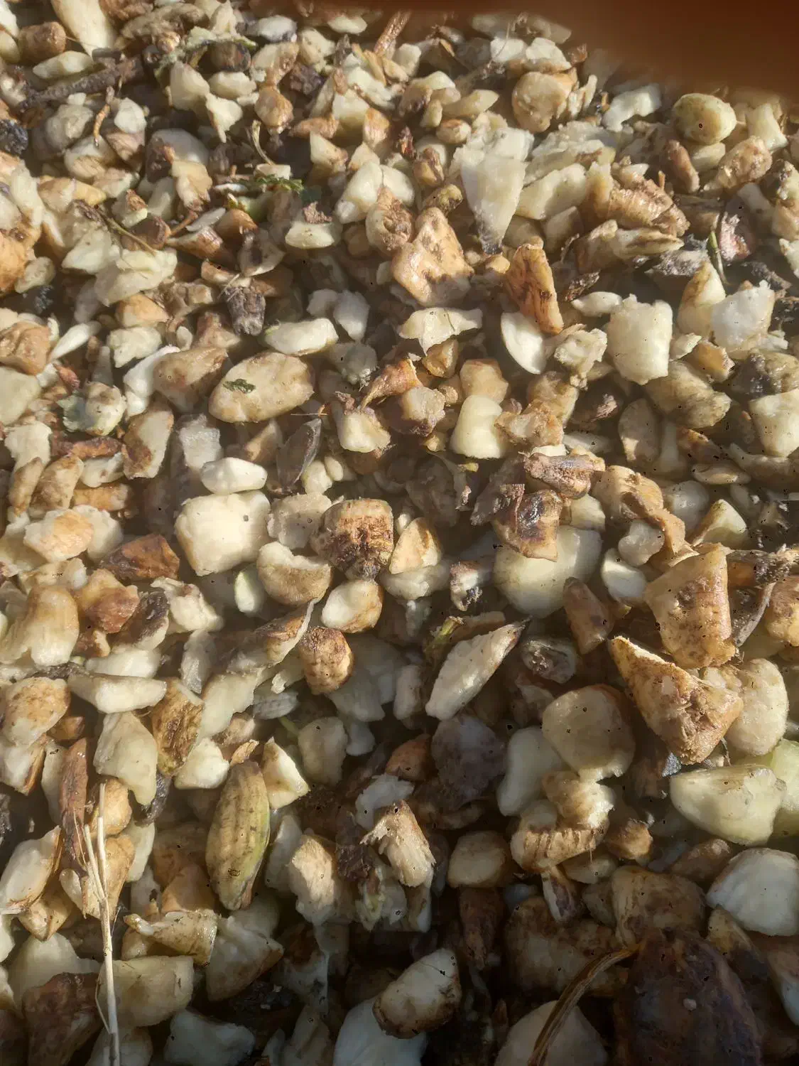 خوراک دام وطیور چغندر و سیب مخصوص گاو و گوسفند|لوازم جانبی حیوانات|رشت, توشیبا|دیوار