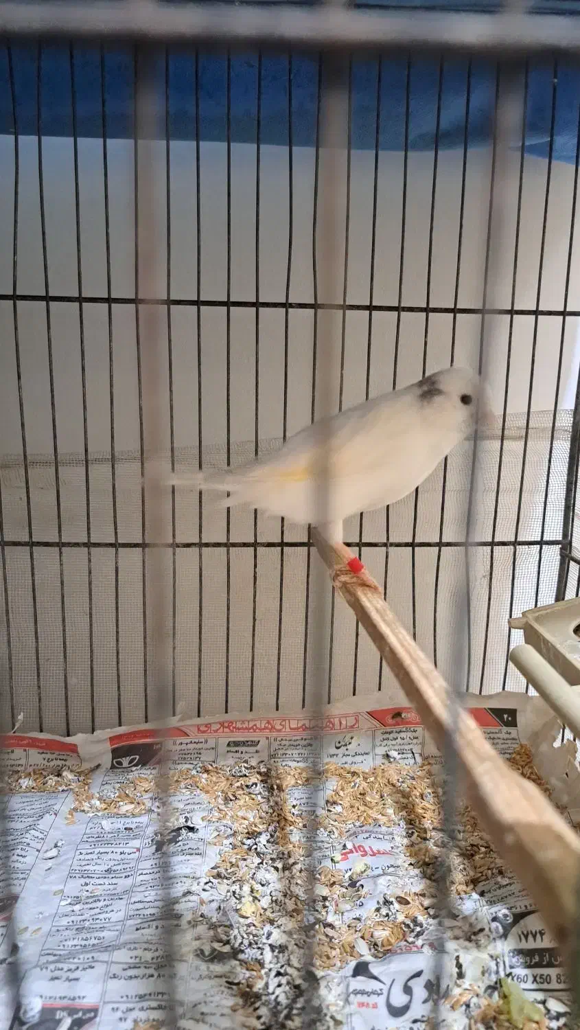 قناری ماده سالم عوض با قناری نر یا فروش|پرنده|مشکیندشت, |دیوار