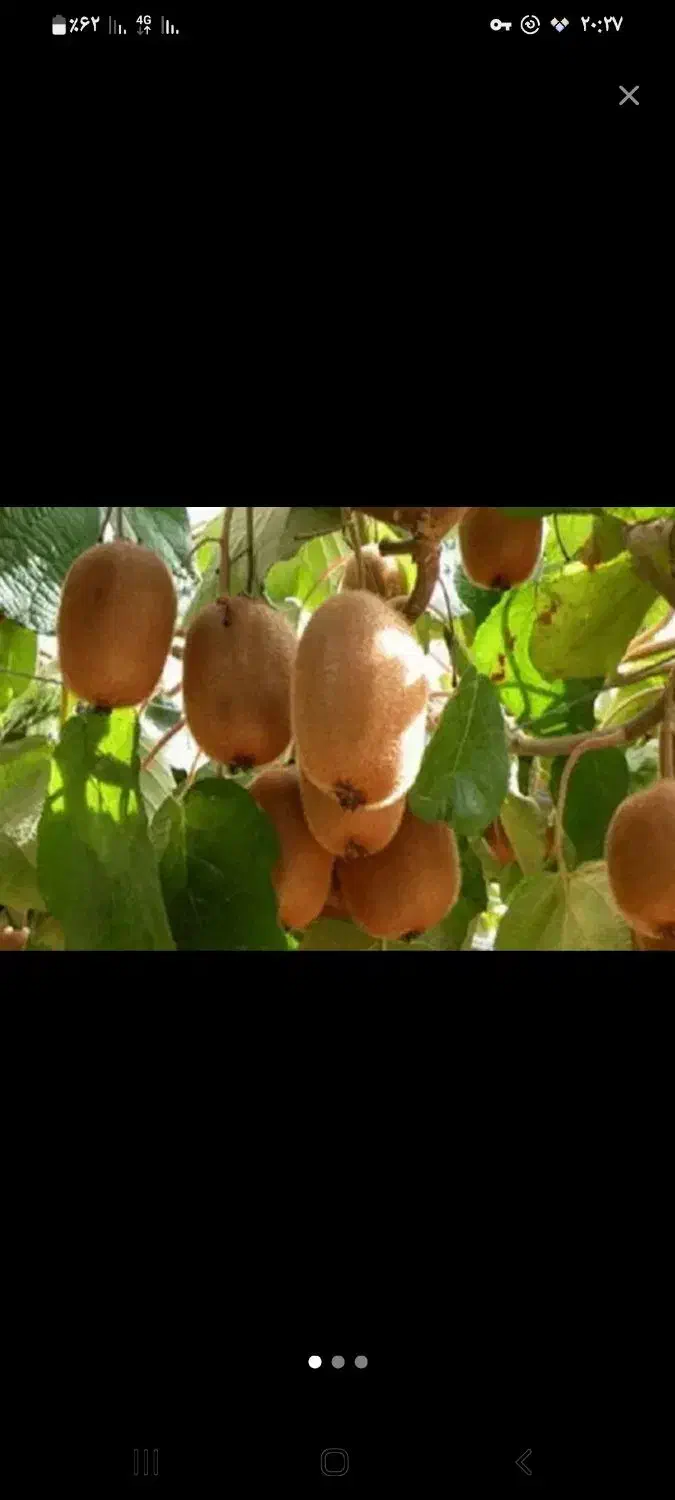 کیوی هایوارد درشت|حراج|کلاچای, |دیوار