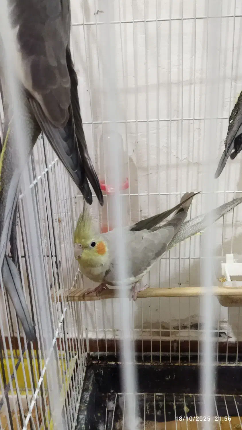 عروس هلندی نر و ماده|پرنده|رشت, پیرکلاچای|دیوار