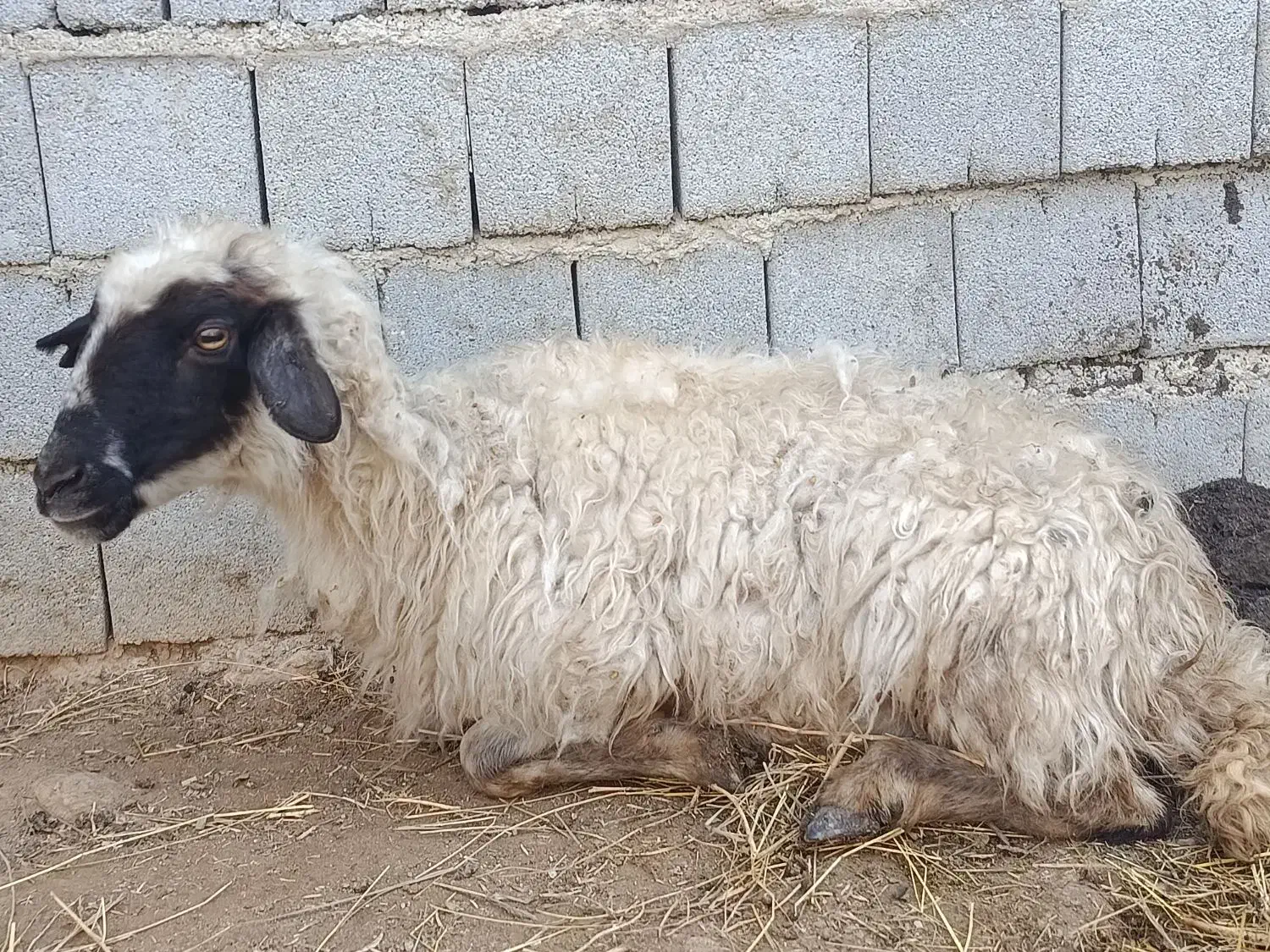 گوسفند شیشک برای قربانی( پاشکسته)|حیوانات مزرعه|ارومیه, |دیوار