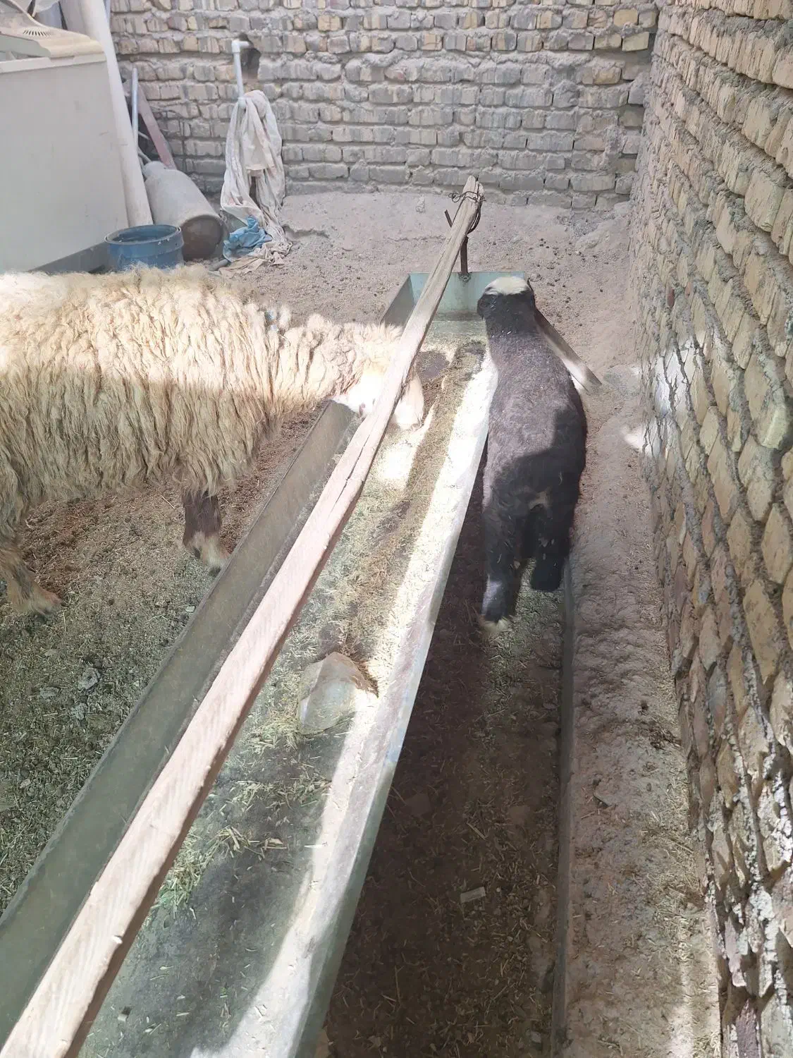 باسلام|لوازم جانبی حیوانات|چاهک, |دیوار