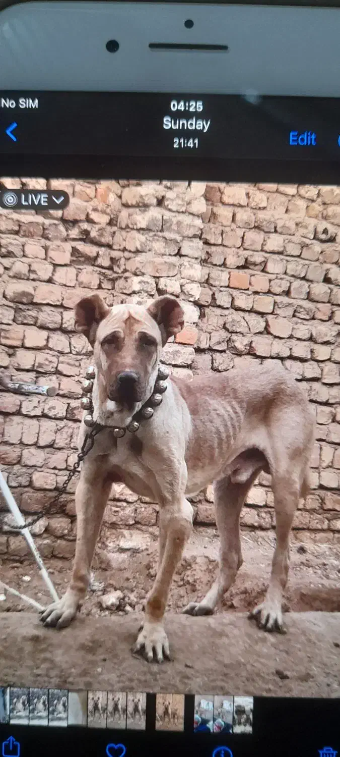 سگ سرابی|سگ|قنوات, |دیوار