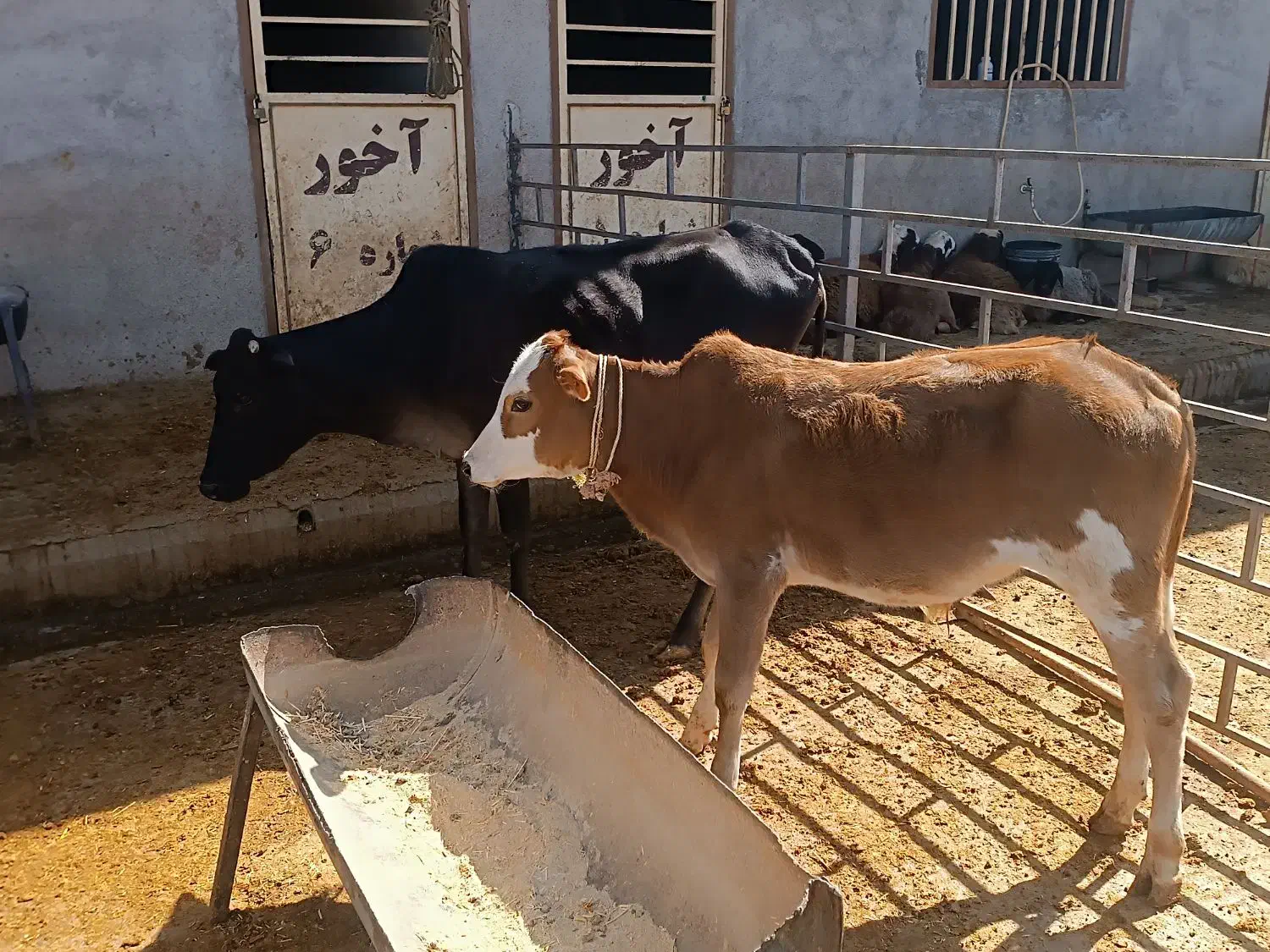 گاو و گوساله|حیوانات مزرعه|خرمآباد, |دیوار