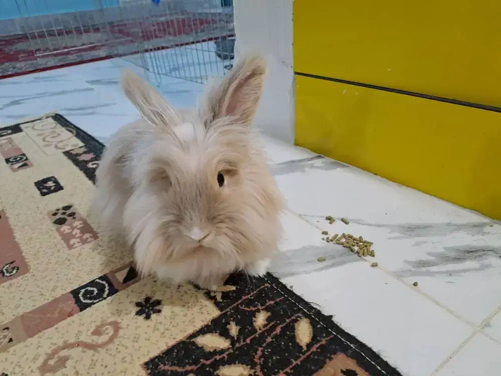 فروش دو خرگوش لوپ و لوپ جرسی|موش و خرگوش|بوشهر, |دیوار