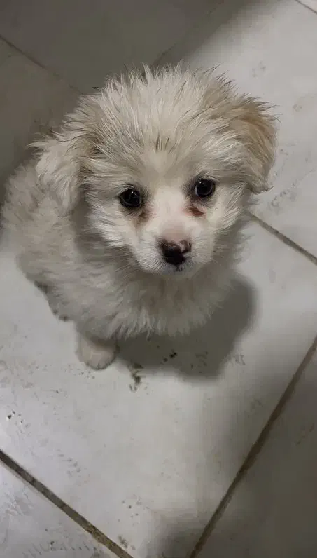 سگ پامرانین|سگ|قم, ولیعصر|دیوار