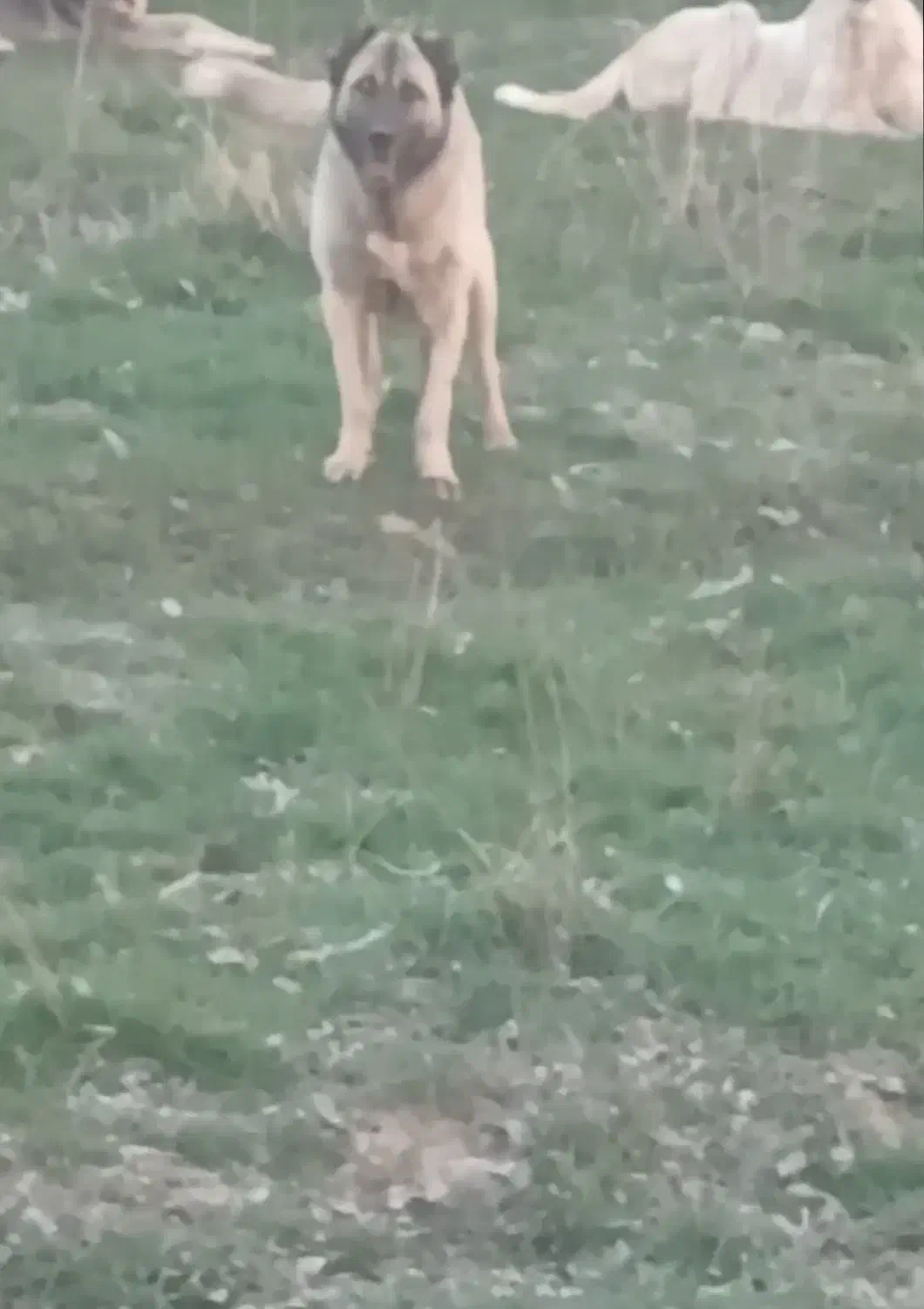 سگ سرابی|سگ|اسلام‌‌آباد غرب, |دیوار