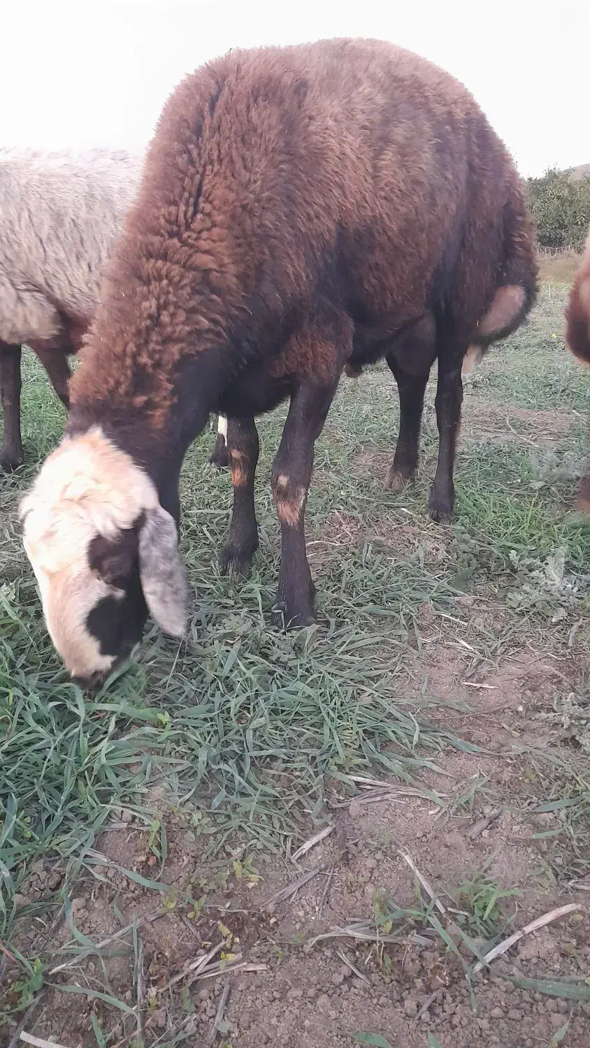 قوچ گوسفند نر بره قوچ|حیوانات مزرعه|نکا, |دیوار