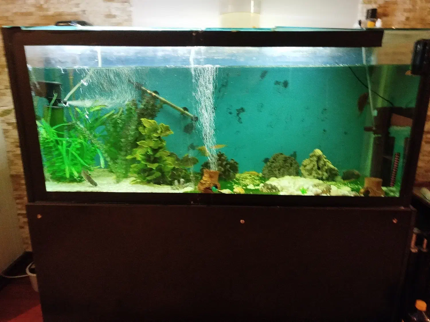 آکواریوم سالم و خیلی تمیز و بزرگ و با میز|ماهی|آستارا, |دیوار