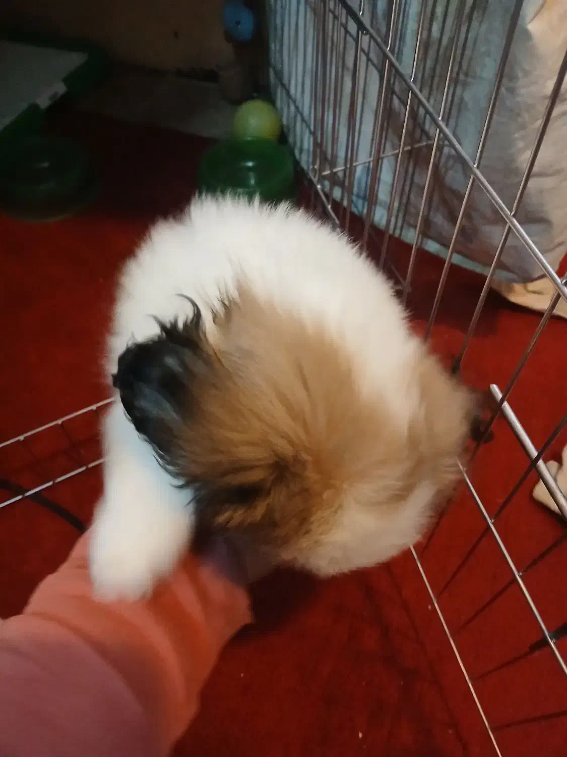 واگذاری سگ نزاد دار|سگ|پاکدشت, شهرک امام رضا|دیوار