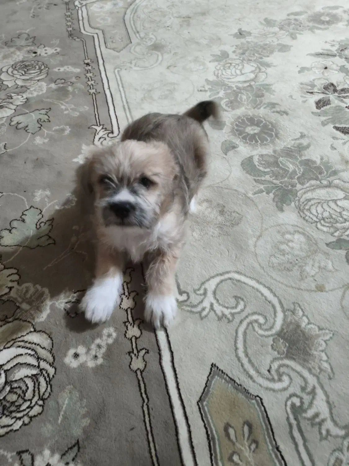 سگ کوتاه|سگ|قم, شهرک فاطمیه|دیوار