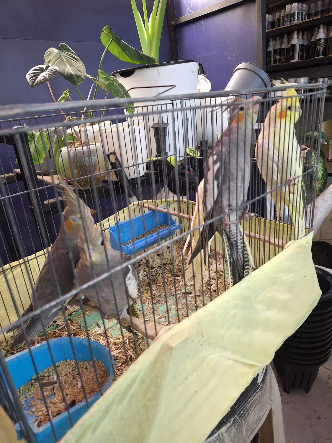 عروس هلندی جوجه تازه دون خور|پرنده|شهرضا, |دیوار