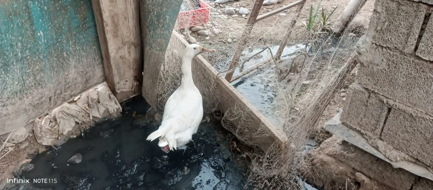 غاز|حیوانات مزرعه|باوی, |دیوار