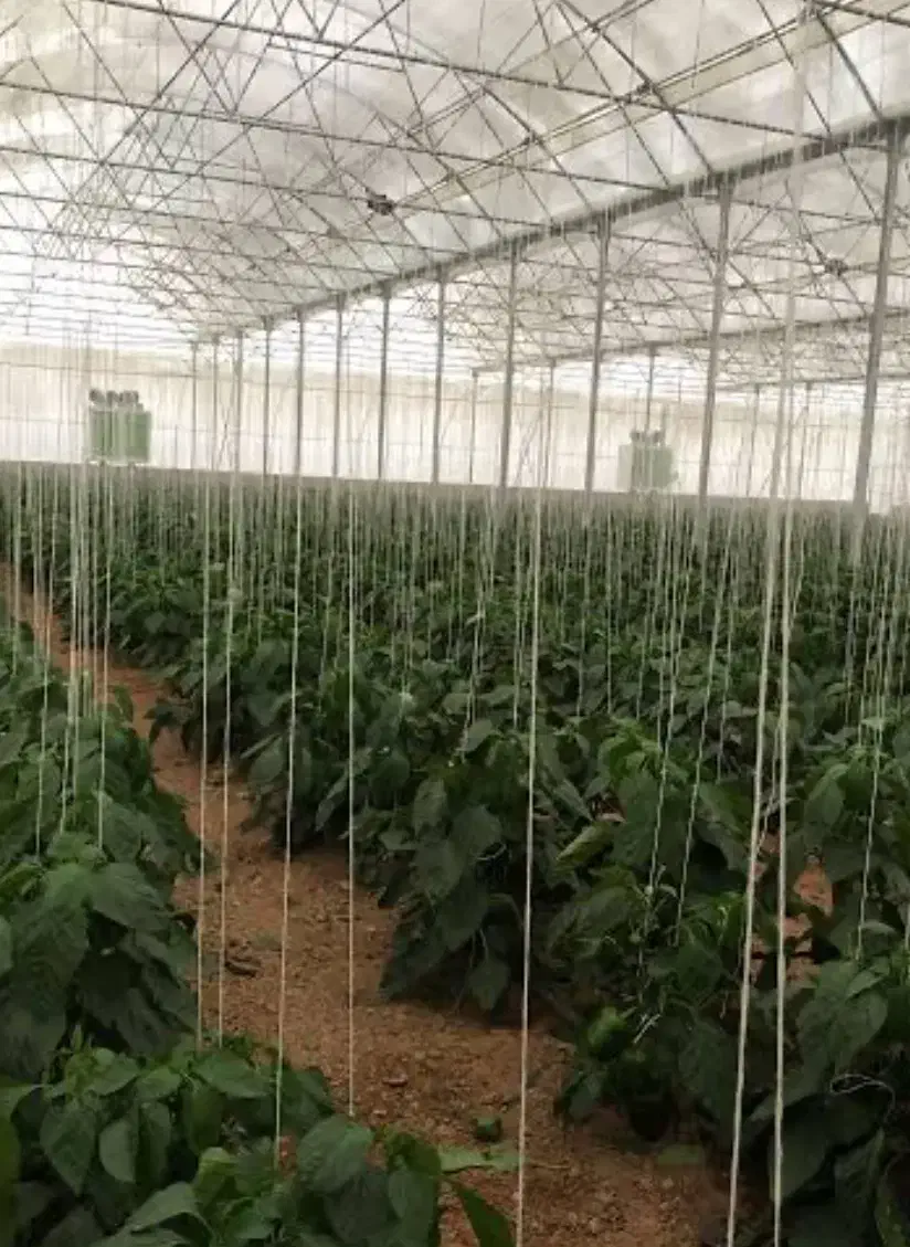 کارگر گلخانه|استخدام صنعتی، فنی، مهندسی|دهاقان, |دیوار