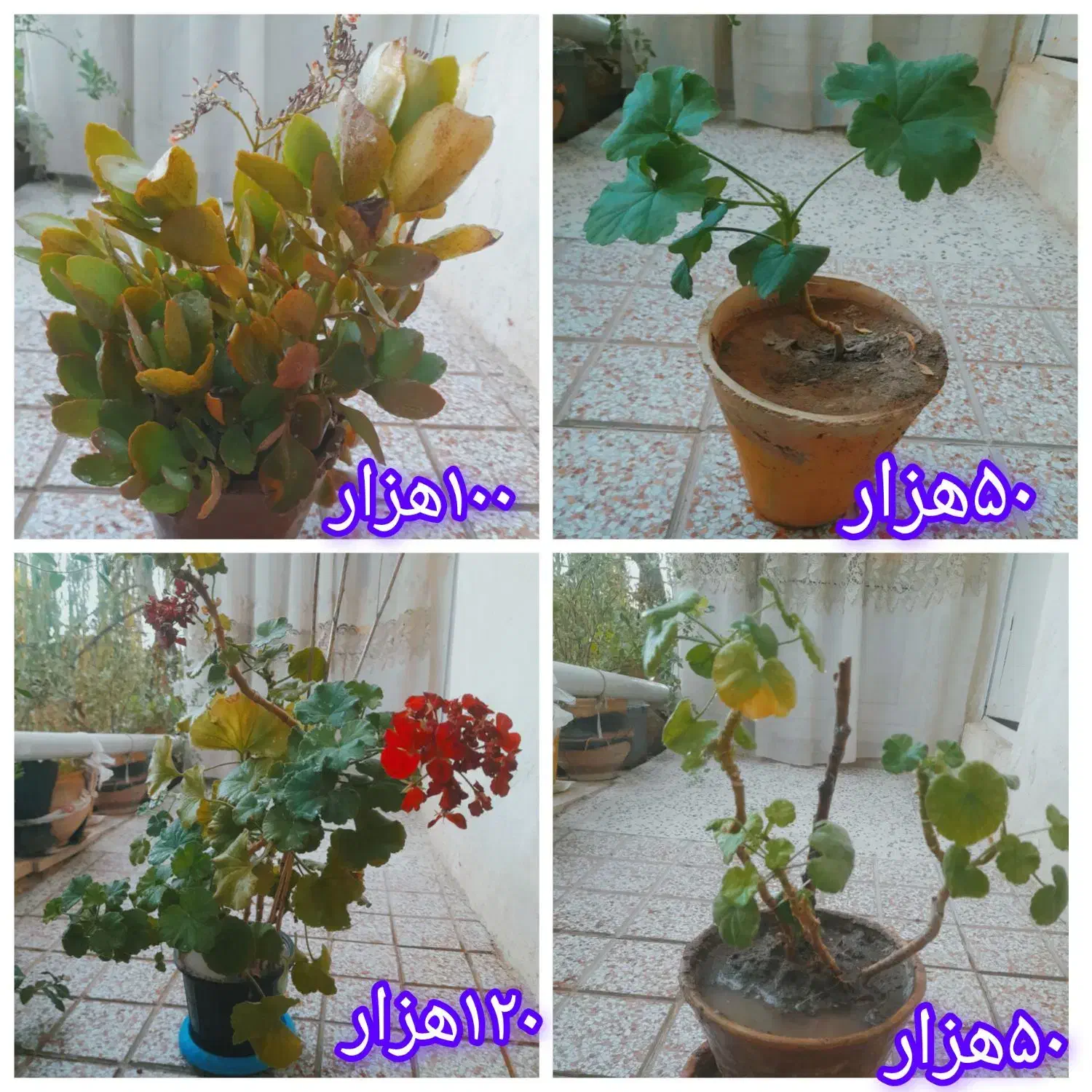 انواع گل،گل دلبر،شمعدانی،قاشقی،عروس وناز|گل و گیاه طبیعی|هشتگرد, تهران دشت|دیوار