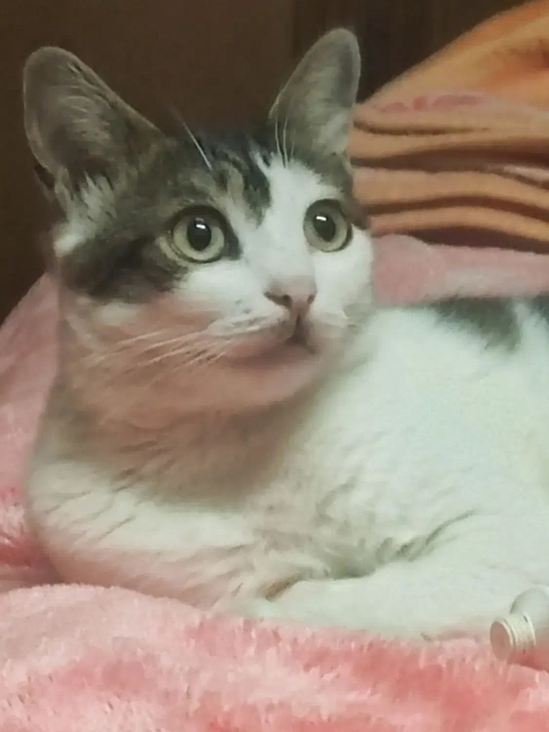 گمشده|حیوانات|لاهیجان, کوه بیجار|دیوار