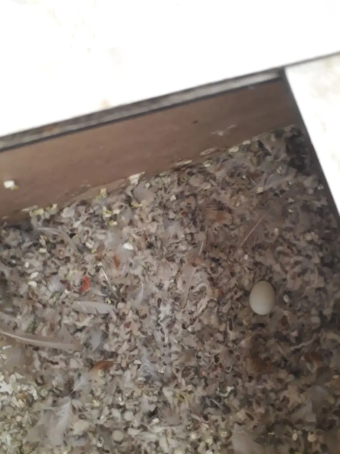 فنچ ارپای|پرنده|طرقبه, |دیوار