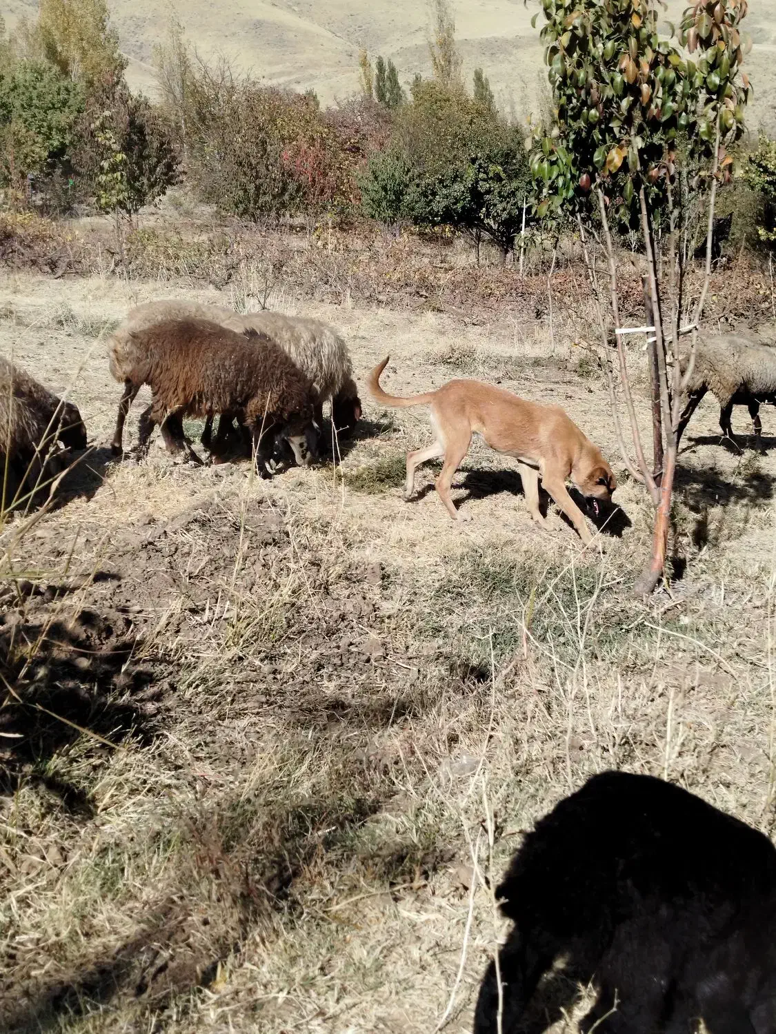 واگذاری توله ماده ۶ ماهه سرابی|سگ|اسدآباد, |دیوار