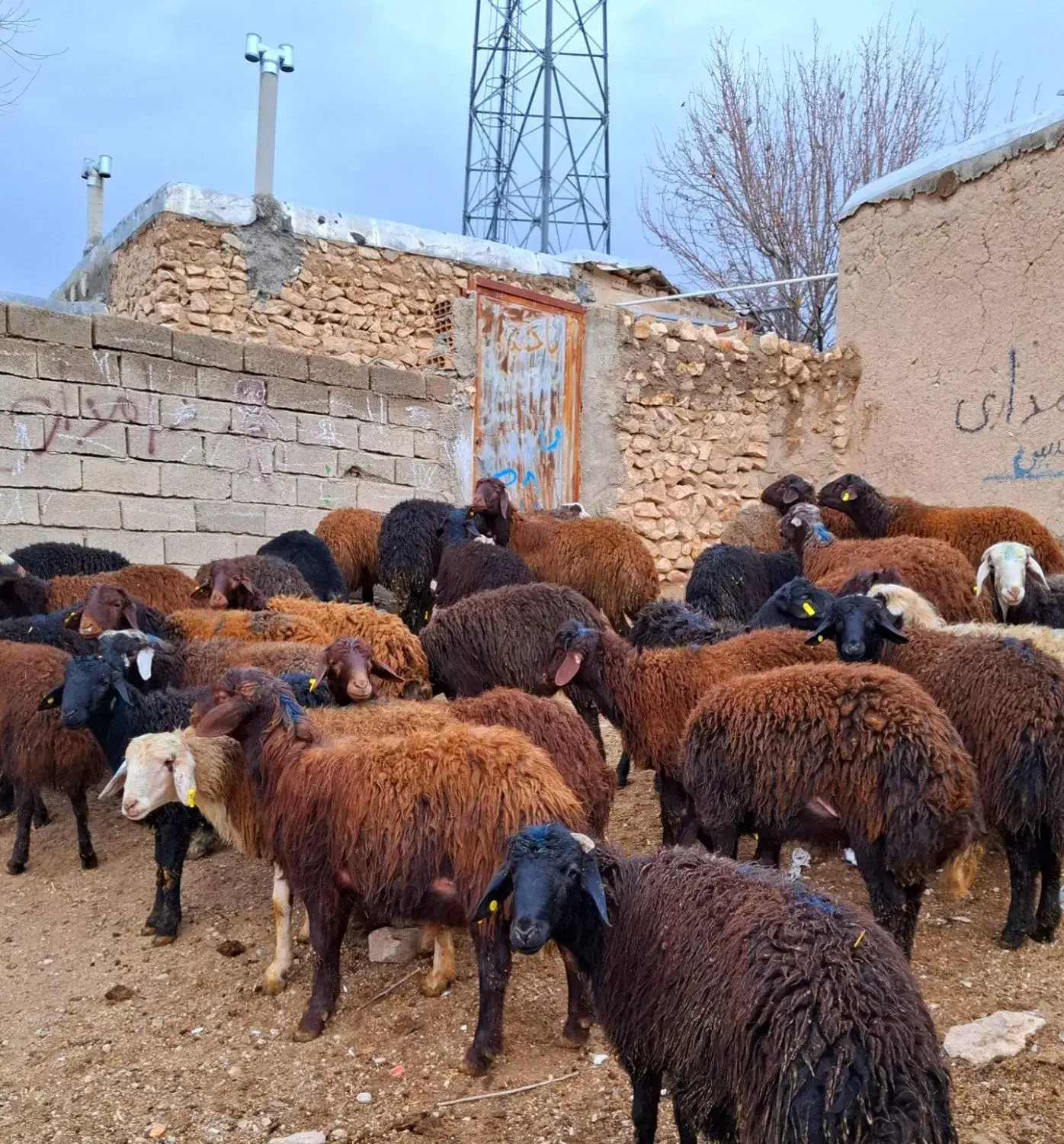 پای پروار|حیوانات مزرعه|سجاس رود, |دیوار