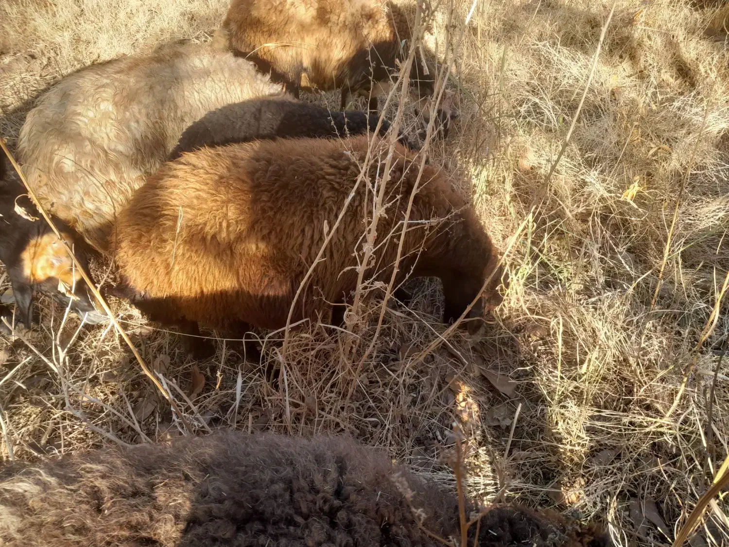 میش گوسفند|حیوانات مزرعه|زاغه, |دیوار