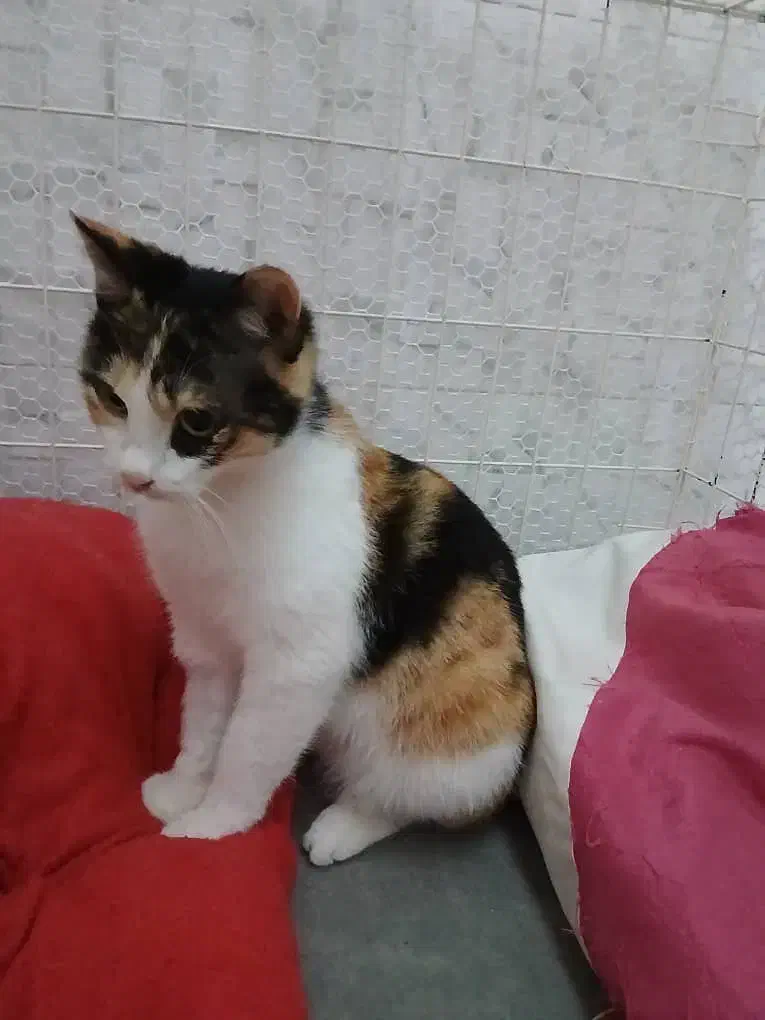 عسل دختر بغلی و مهربون|گربه|رشت, منظریه|دیوار