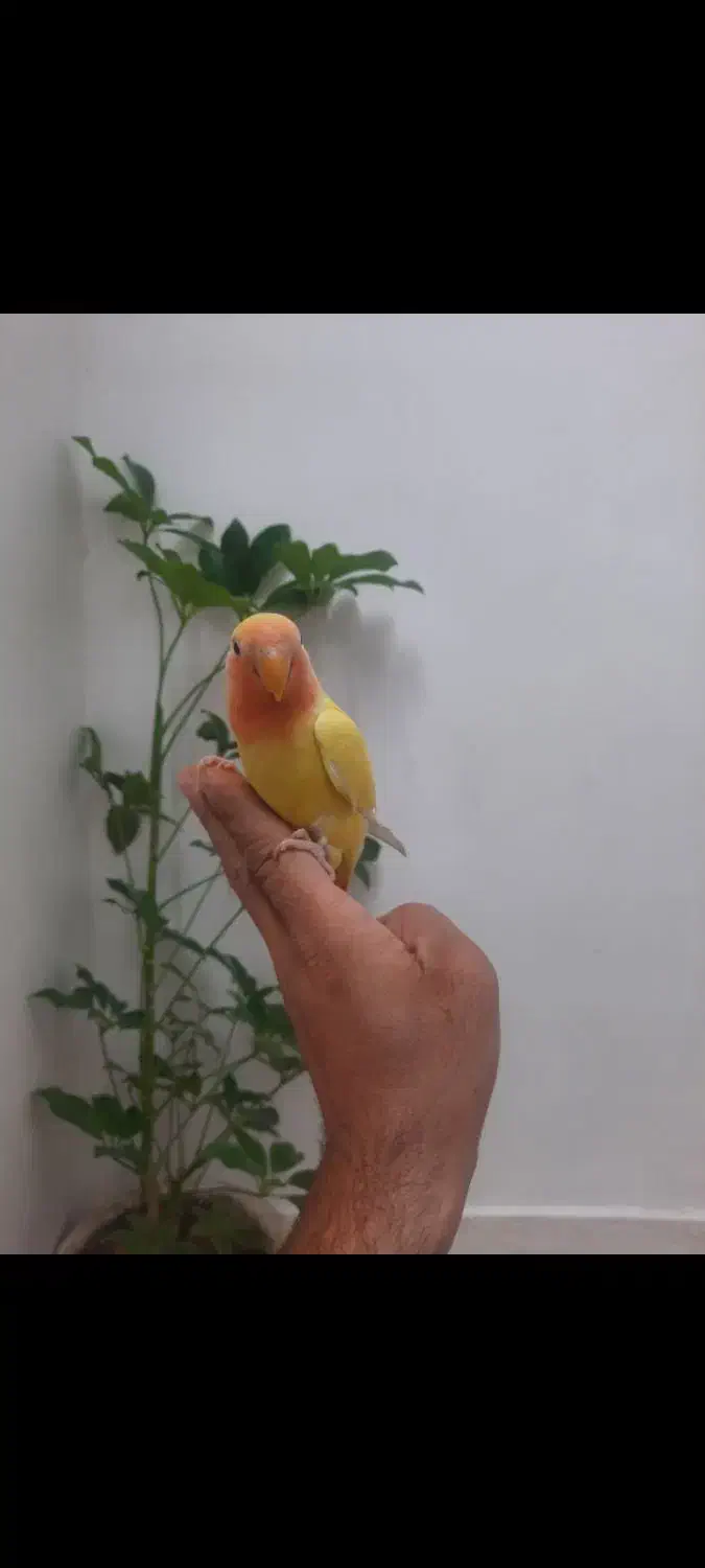 طوطی برزیلی یونگ|پرنده|قرچک, پویینک|دیوار