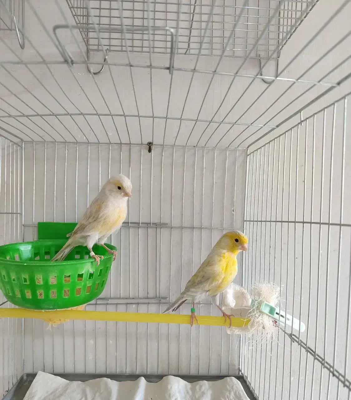 قناری مست آماده جفت|پرنده|هشتگرد, گلسار|دیوار