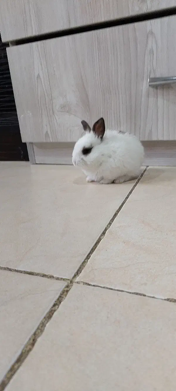 خرگوش|موش و خرگوش|اهواز, نادری|دیوار