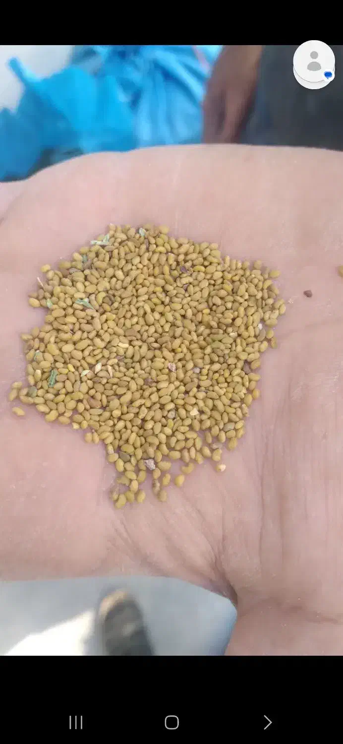 بذر یونجه|عمده‌فروشی|قم, لسانی|دیوار